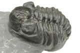 Two Detailed Phacopid (Adrisiops) Trilobites - Jbel Oudriss, Morocco #222417-3
